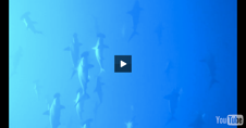 vid4